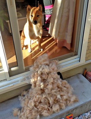 Ponta in front of a large pile of his own fur