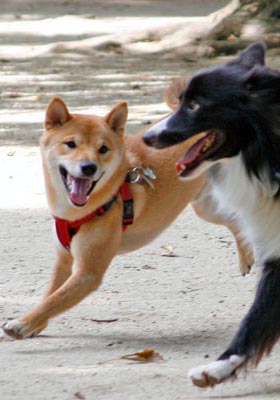 Ponta at a dog park