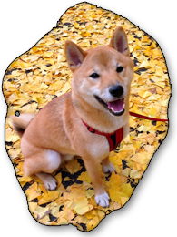 Ponta Outdoors: Ponta sitting amongst the autumn leaves