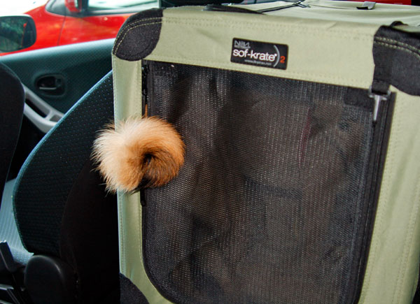 Ponta's Tail