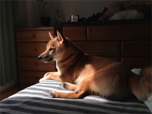 Ponta resting on the bed