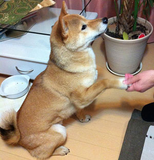 Ponta shaking hands